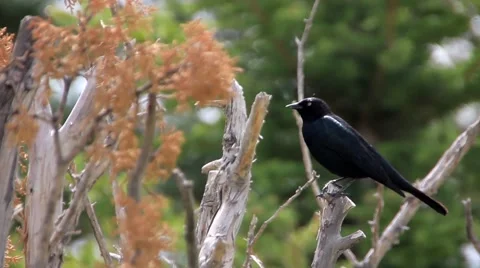 Black Bird Stock Footage 48530223