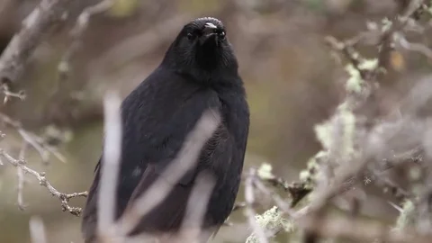 Black bird Stock Footage 77049047
