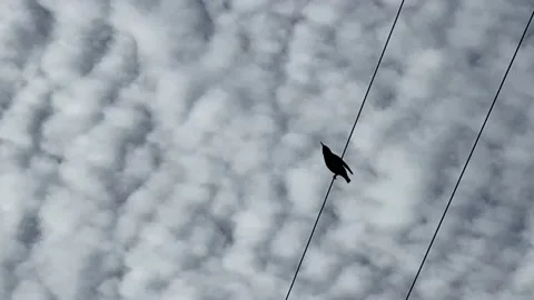 Black Bird Video stock 145823434