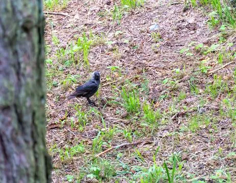 Black bird in a forest Stock Photos