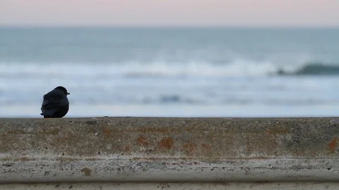 A Black Bird in front of the ocean Vídeos de archivo 88964788