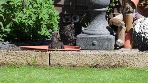 Black bird getting a Bath  in the garden Video stock 154309300