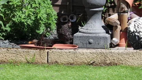 Black bird getting a Bath  in the garden Video stock 154309306