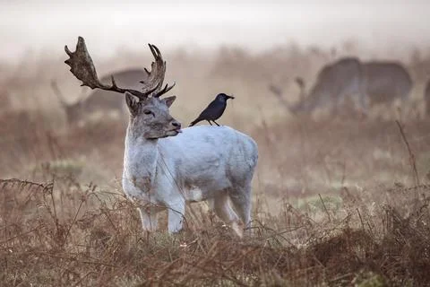 Black bird getting nesting material from deer fur Fotos Stock