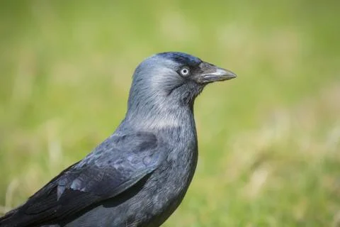 Black bird on grass Stock Photos