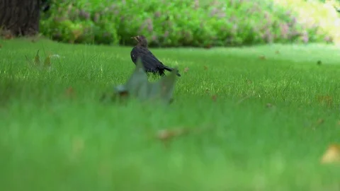 A black bird on the green grass Stock Footage 124584154