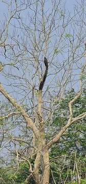 A black bird on a green tree Stock Photos