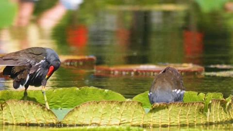  A black bird grooming Stock Footage 249820286