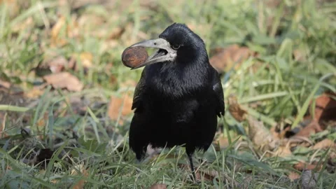 A black bird holding a nut in its beak, seen in its natural habitat, represents Stock Footage 306063498