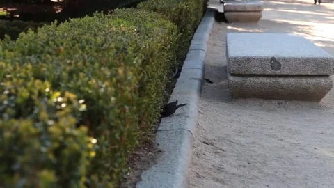 Black bird hopping around Stock Footage 69109707