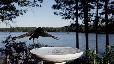 Black bird hops over a bird bath by a lake. Stock-Footage 95916070