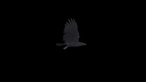 Black Bird - III- Flying Loop - Side View - Alpha Channel Stock Footage 69958951
