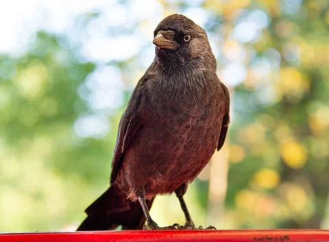 A black bird illuminated by the setting sun. Selective focus Stock Photos