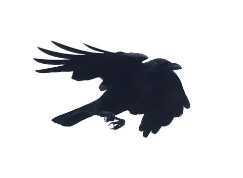 A black bird with its wings spread out flying in the air Stock Photos