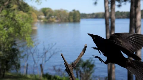 A black bird lands in slow motion on a branch by a lake. Stock-Footage 95916619