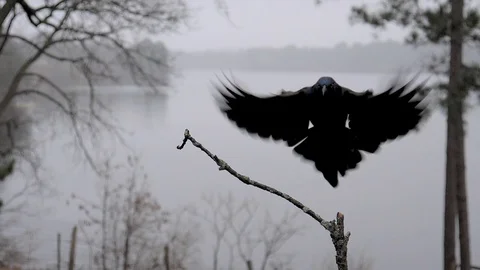 A black bird lands in slow motion on an overcast day by the lake. Stock-Footage 95916778