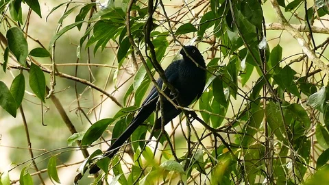 Black bird with large bill perched in leaf tree in Panama Video stock 123554681