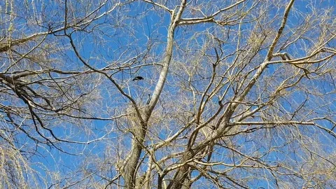 A black bird on a leafless tree in Canada 動画素材 85133859