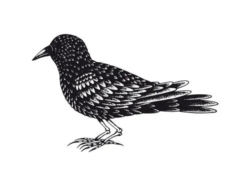 Black bird with legs made of bones Stock Illustration
