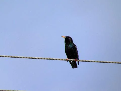 Black bird on a line Stock Photos