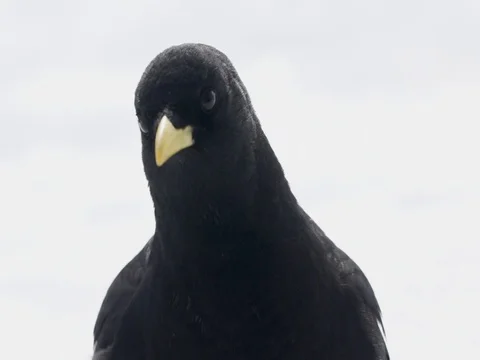 Black bird looking around Stock Footage 77813419