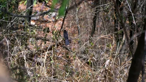 Black Bird in the middle of Caatinga dry and desert vegetation Stock Footage 165551797