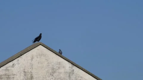 Black bird opens its wings. Video stock 154585331