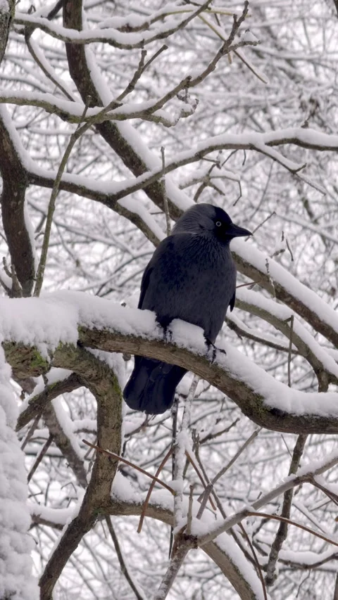A black bird or jackdaw is sitting on a snow-covered branch of a tree. High Stock Footage 305270528