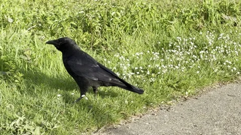 Black bird pecking ground beside path 4K Stockbeeldmateriaal 334760355