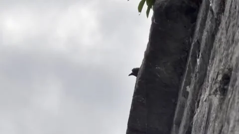 Black bird peeking over stone wall detail Vídeos de archivo 334760020