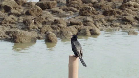 A black bird perched on a bamboo pole looking for prey in the sea. Stock Footage 232830332