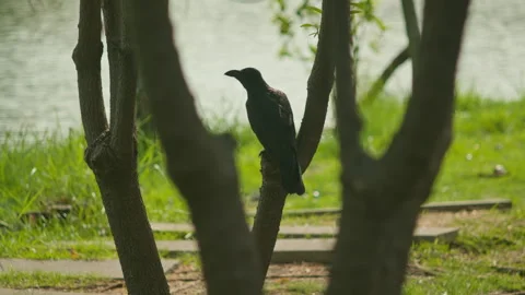 Black Bird Perched Between Tree Trunks Near Water in Tropical Park, Thailand Stock-Footage 333576674