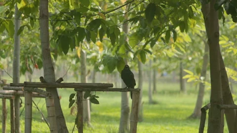 Black Bird Perched on Branch Among Green Leaves in Tropical Forest 스톡 동영상 333601868