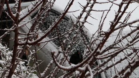 Black bird perched on the branches while it snows Stock Footage 147457690