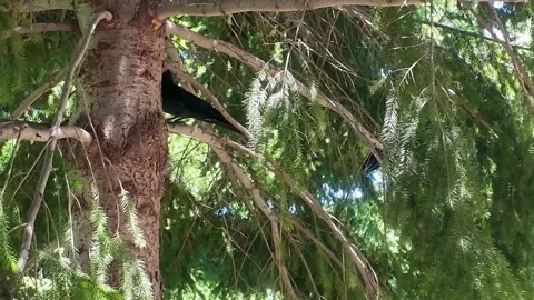 Black bird perched in leafy tree with branches swaying Stock Footage 339270557