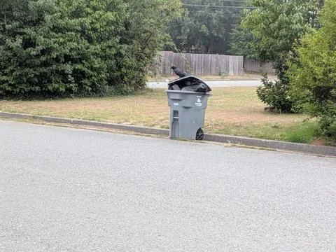 A black bird perched on an open garbage can full of trash Stock Photos