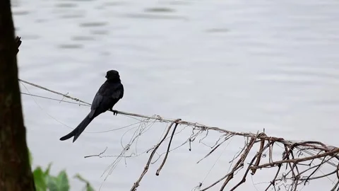 A black bird perched on a rope, its feathers and tail moving in the wind. Stock Footage 317867716