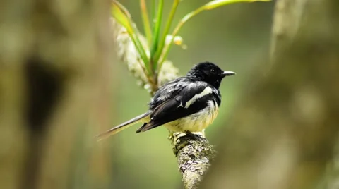 Black bird perched on a tree branch - Pied Bush Chat Stock Footage 40387175