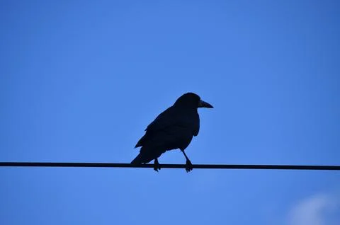 A black bird is perched on a wire. Foto stock