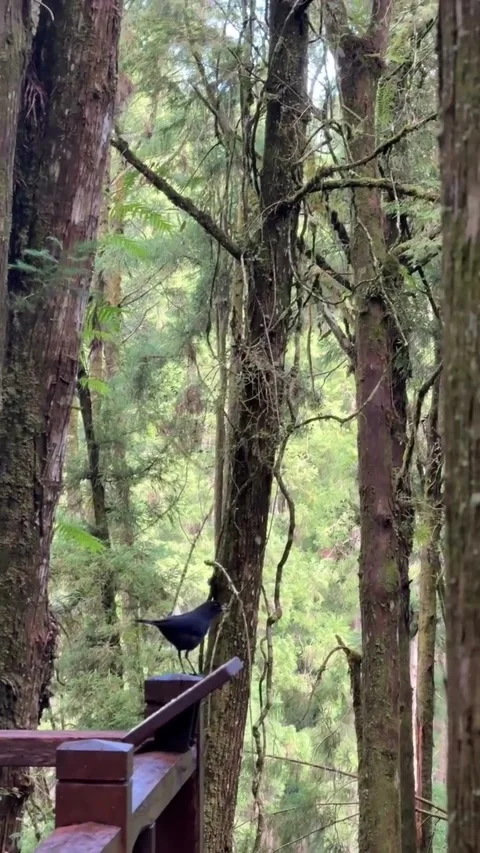 Black Bird Perched on Wooden Railing in Forest 库存影片 340264030
