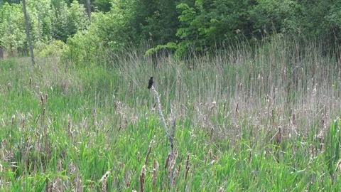 A black bird perches on a dead branch amidst a lush wetland filled. Stock Footage 338035941
