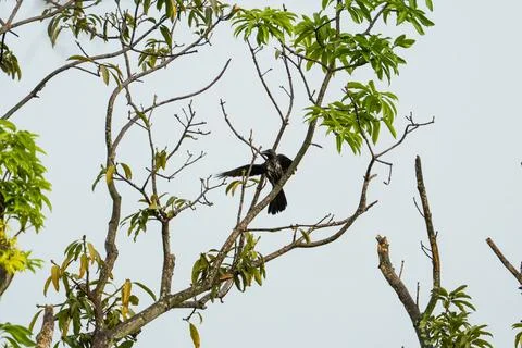 Black bird perches on leafy tree branch Stock Photos