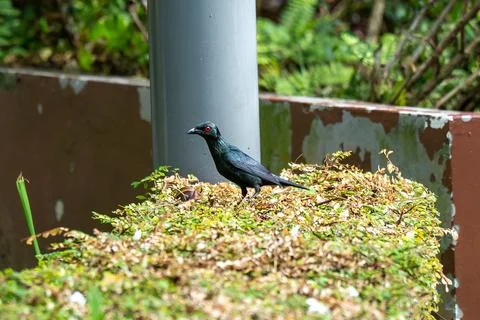 Black bird perches on mossy, leaf-strewn surface Stock Photos