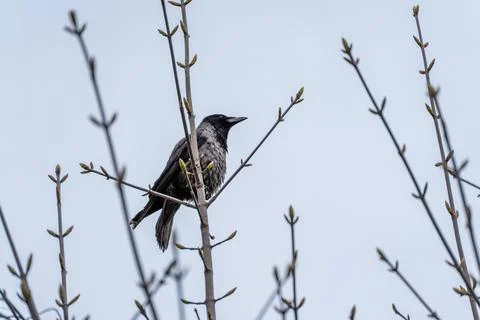 Black bird perches on slender, budding branches Foto stock