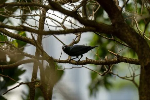 Black bird perches on tree branch Stock Photos