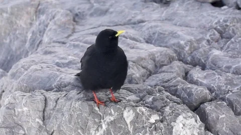Black bird perching on a rock Stock Footage 77813410