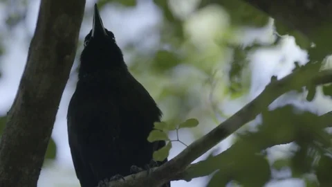 Black bird perching on the tree branch and looking up Stock Footage 77809523