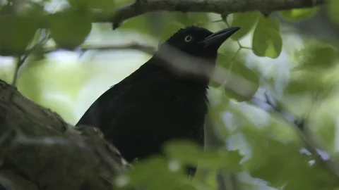 Black bird perching on the tree branch and looking up Stock Footage 77809550