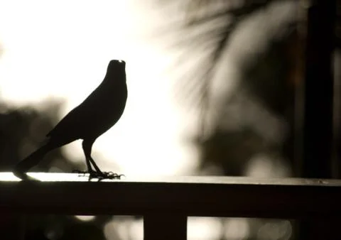 Black Bird Stock Photos
