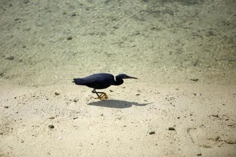 Black bird Stock Photos